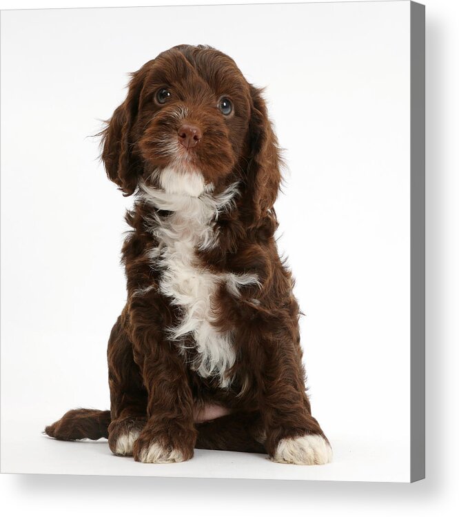 Chocolate Cockapoo Puppy Acrylic Print By Mark Taylor