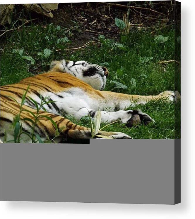 Ohiogram Acrylic Print featuring the photograph #cleveland #metroparkszoo #ohio by Pete Michaud