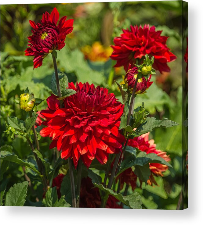 Flower Acrylic Print featuring the photograph Cluster of Dahlias by Jane Luxton