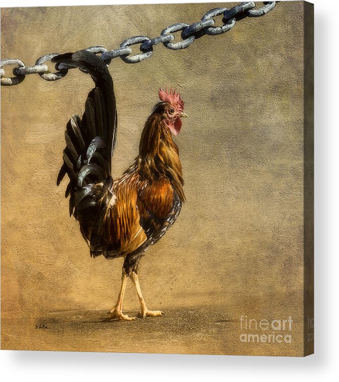 St. Croix Acrylic Print featuring the photograph Cock of the Walk by Betty LaRue