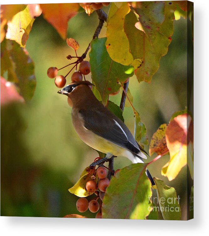 Nature Acrylic Print featuring the photograph Waxwing in Fall Colors by Nava Thompson