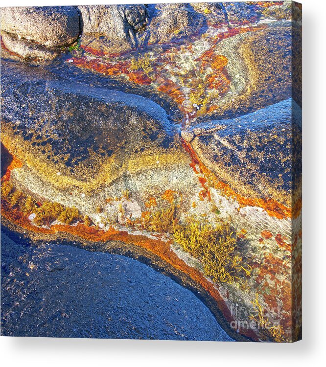 Lichen Acrylic Print featuring the photograph Colors on rock I by Heiko Koehrer-Wagner