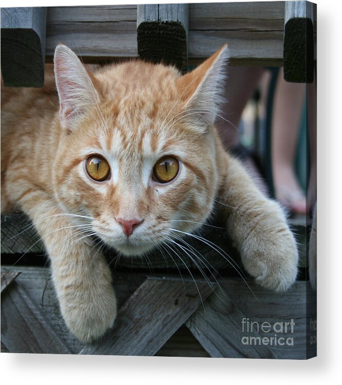 Cat Acrylic Print featuring the photograph Cool Cat named Calvin by Karen Adams