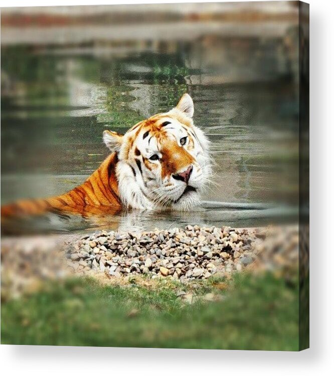 Tiger Acrylic Print featuring the photograph Cooling Off by Kirsten Hocking