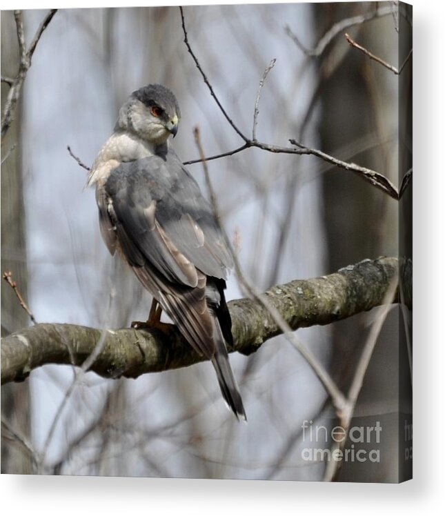  Acrylic Print featuring the photograph Cooper's Hawk by Maureen Cavanaugh Berry