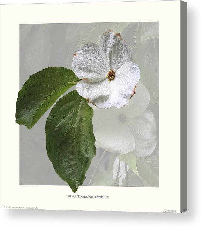 Botanic Illustration Acrylic Print featuring the photograph Cornus 'Eddie's White Wonder' by Saxon Holt