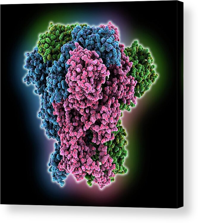 Art Acrylic Print featuring the photograph Coronavirus Spike Glycoprotein by Laguna Design/science Photo Library