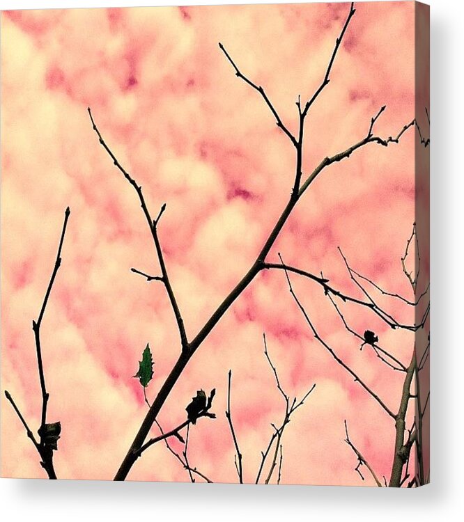 Treesrock Acrylic Print featuring the photograph Cotton Candy by Courtney Haile