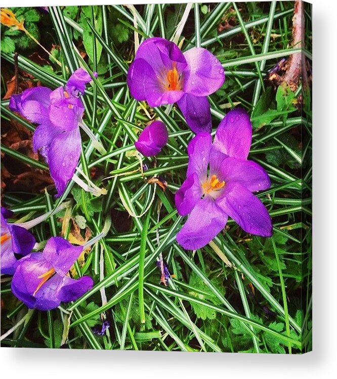 Beautiful Acrylic Print featuring the photograph #crocus #flower #flowers #pretty by Deborah Wilbee