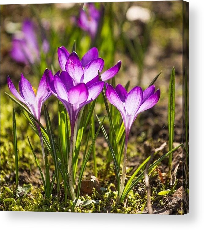 Ig_closeups Acrylic Print featuring the photograph #crocus #flowers #flower by Kelly Love