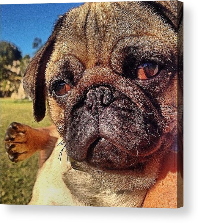 Beautiful Acrylic Print featuring the photograph Cross Eyed Baby. #furbaby #love #pug by Emily Hames