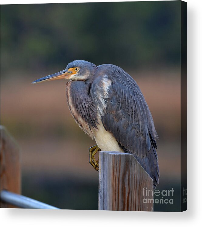 Birds Acrylic Print featuring the photograph Crouching Heron by Kathy Baccari