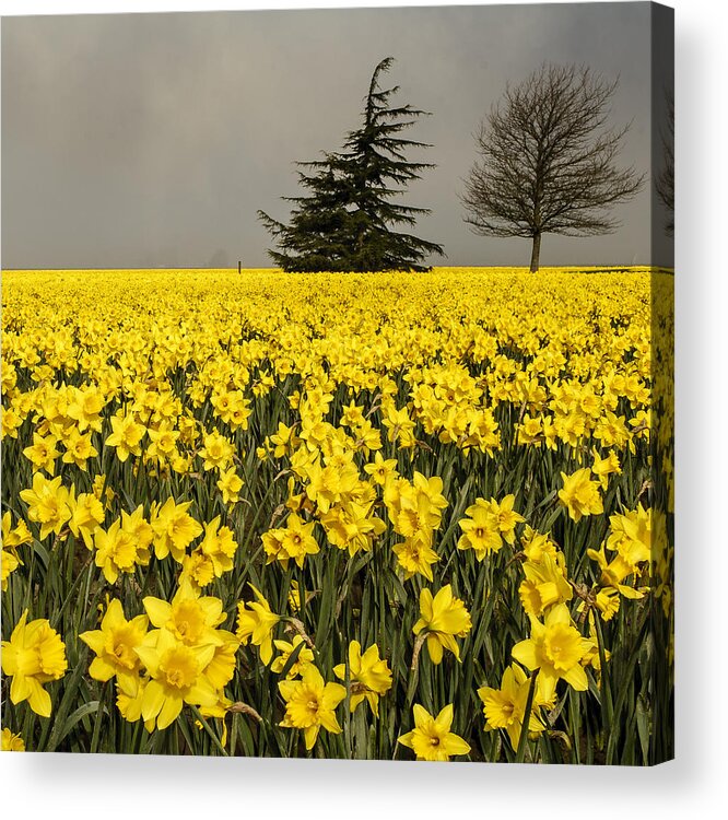 Daffodil Acrylic Print featuring the photograph Daffodils A Plenty by Tony Locke