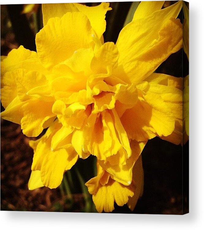 Yellow Acrylic Print featuring the photograph Daffodils Are Blooming by Christy Beckwith