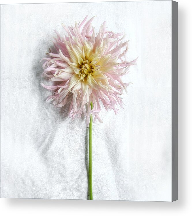  Acrylic Print featuring the photograph Dahlia #2 by Louise Kumpf
