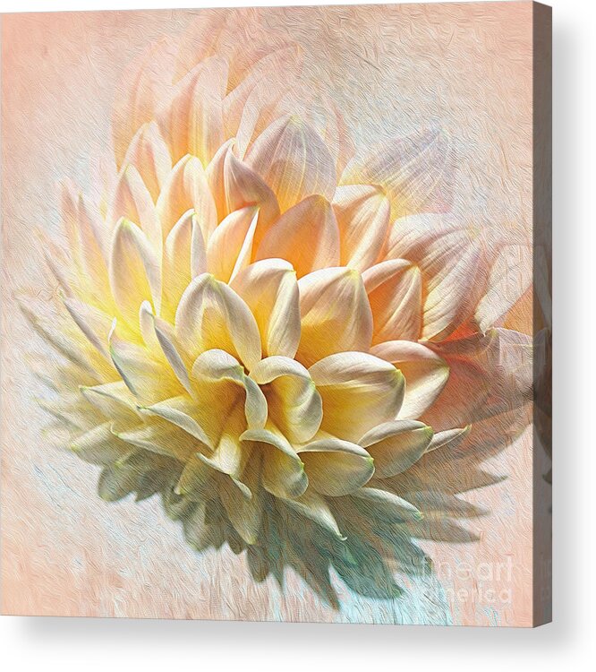 Photography Acrylic Print featuring the photograph Dahlia Art by Kaye Menner