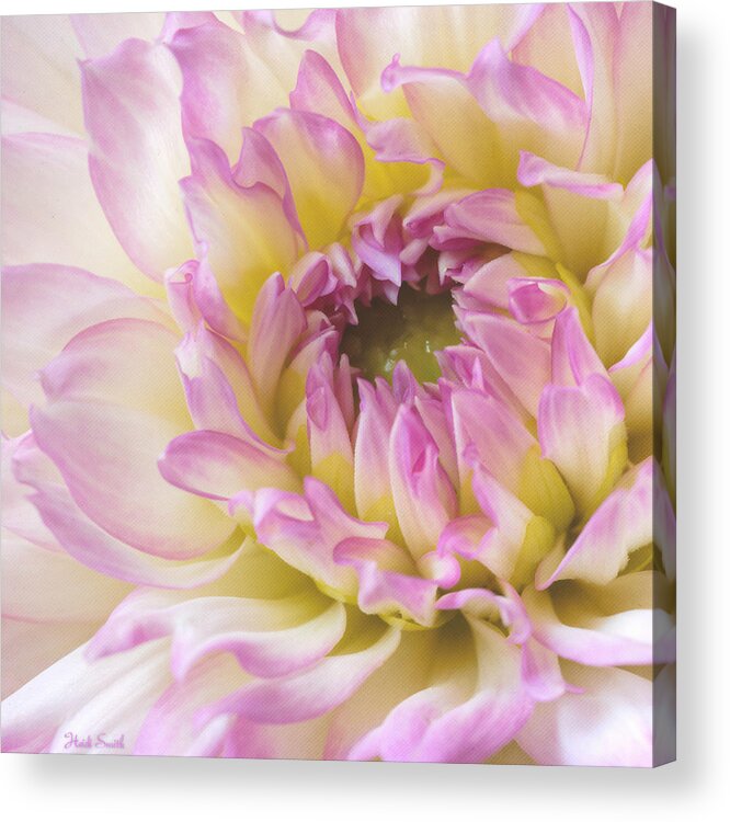 Petal Acrylic Print featuring the photograph Dahlia Delight Square by Heidi Smith