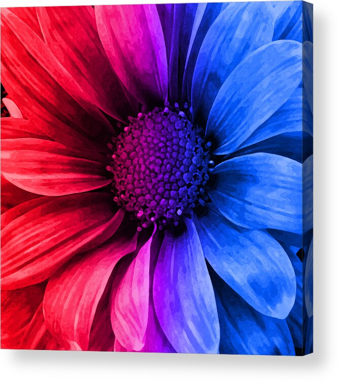 Daisy Acrylic Print featuring the mixed media Daisy Daisy Red To Blue by Angelina Tamez