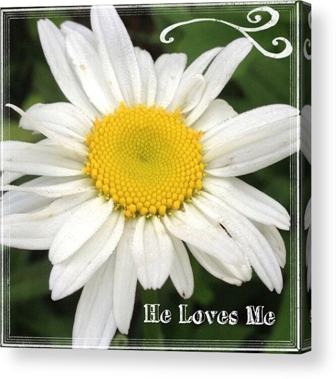 Flower Acrylic Print featuring the photograph #daisy #doodle #helovesme #flower by Teresa Mucha