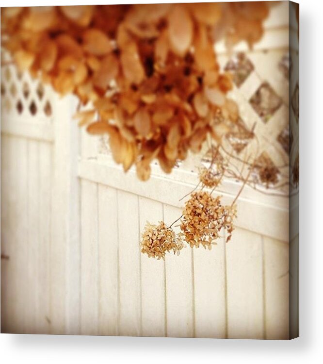 Brown Acrylic Print featuring the photograph #dead #flowers #brown #focus #wtf by Amber Campanaro