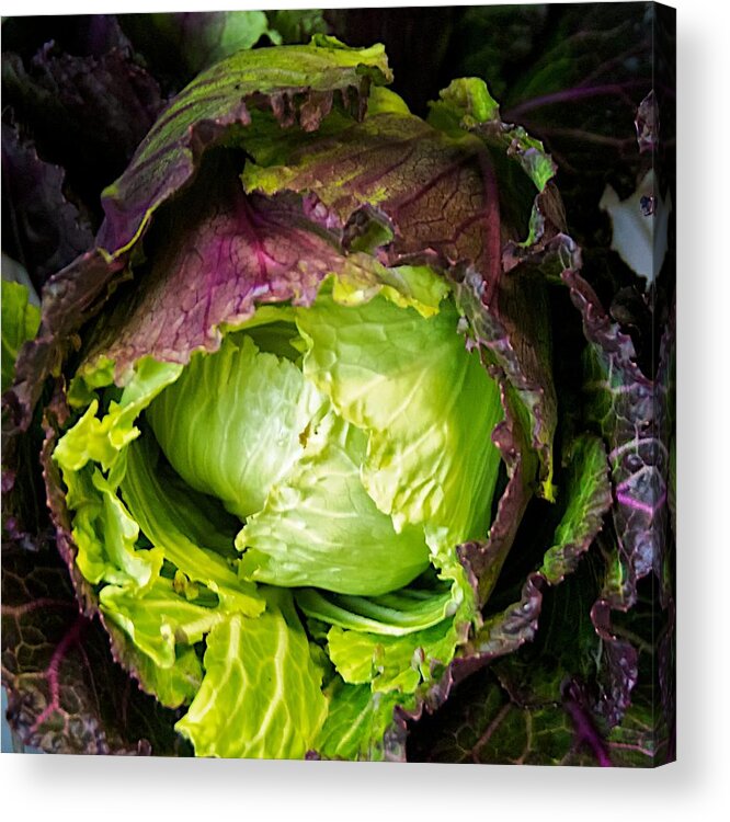 Reason Cabbage Acrylic Print featuring the photograph Deadon Cabbage by Tom Giske