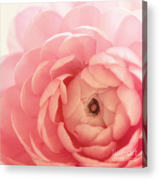 Ranunculus Acrylic Print featuring the photograph Delicate by Kim Fearheiley