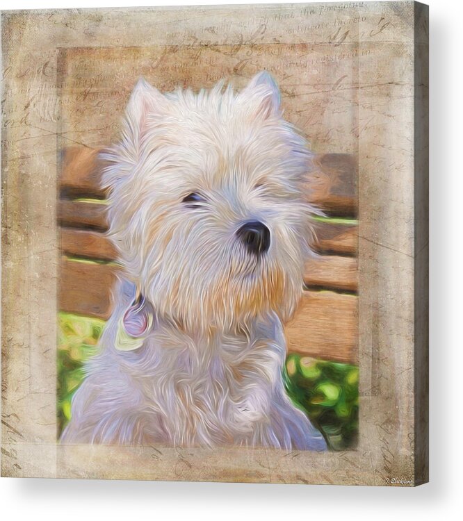 Just One Look Acrylic Print featuring the painting Dog Art - Just One Look by Jordan Blackstone