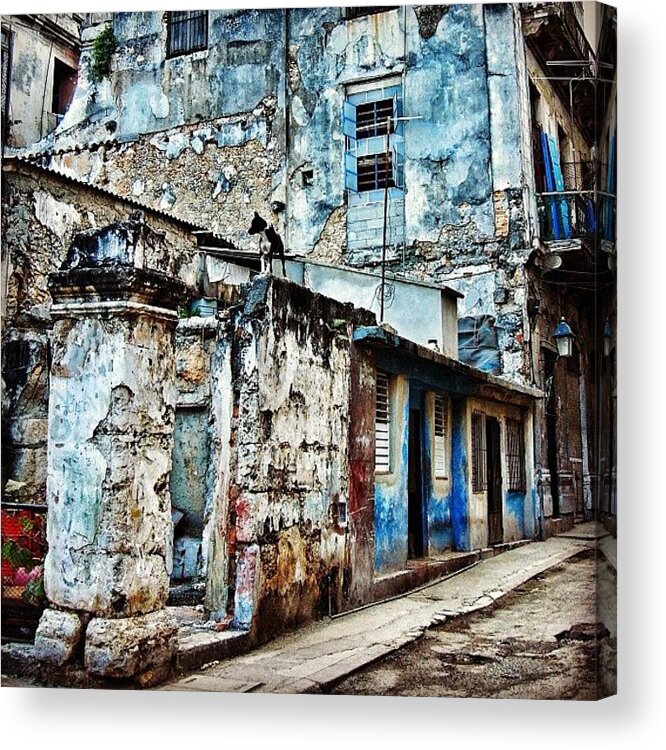Instavintage Acrylic Print featuring the photograph Dog Watching - Havana by Joel Lopez