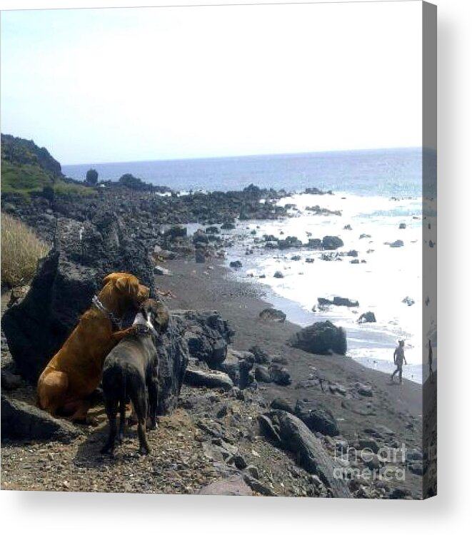 Dogs Acrylic Print featuring the photograph Dogs on the beach by Bozena Simeth