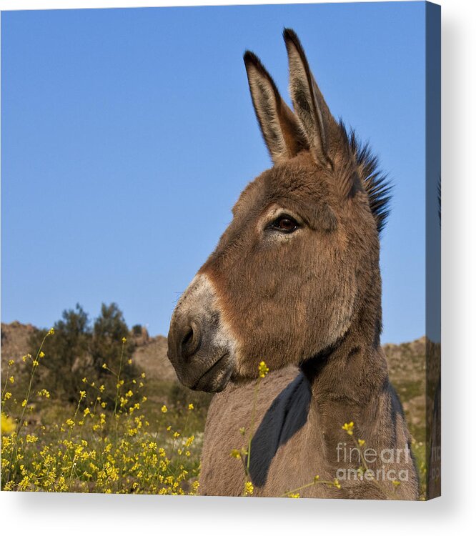Donkey Acrylic Print featuring the photograph Donkey In Greece by Jean-Louis Klein and Marie-Luce Hubert