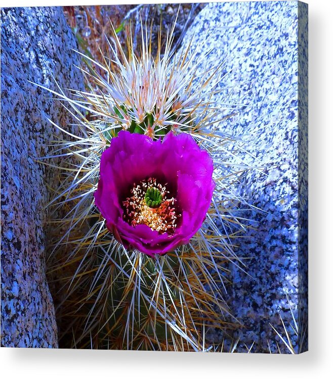 Cactus Heart Acrylic Print featuring the photograph Don't Judge a Book by it's Cover by Julia Ivanovna Willhite
