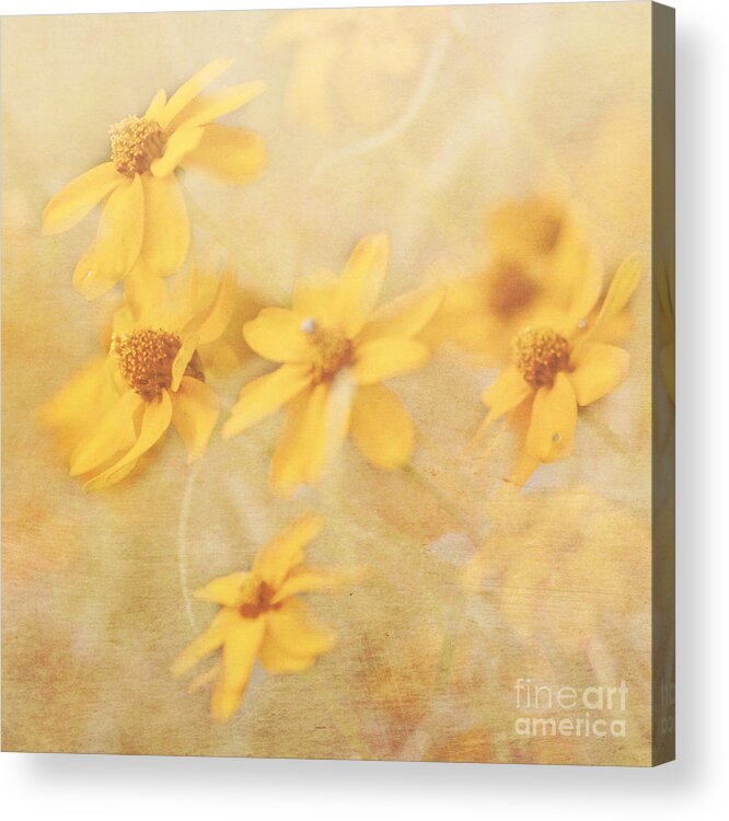 Flowers Acrylic Print featuring the photograph Dreamy Yellow Coreopsis by Pam Holdsworth