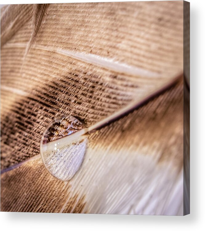 Light Acrylic Print featuring the photograph Droplet On A Quill by Traveler's Pics