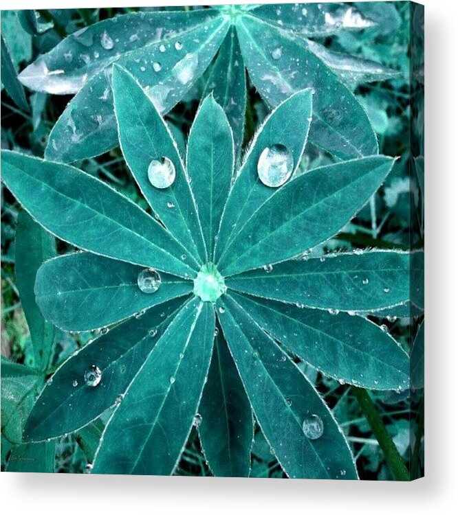 Beautiful Acrylic Print featuring the photograph Droplets 17 by Eve Tamminen