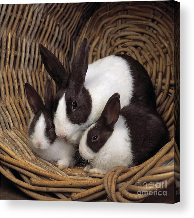Pet Acrylic Print featuring the photograph Dutch Rabbit With Young by E A Janes