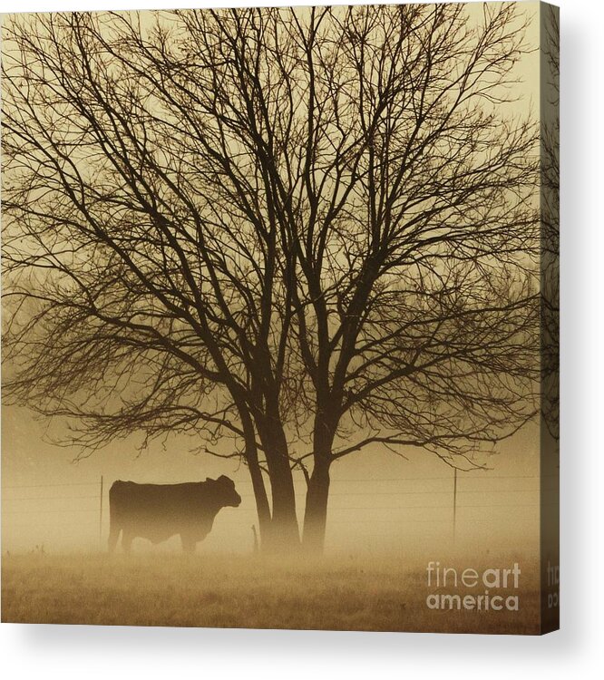 Morning Fog Acrylic Print featuring the photograph Early Morning Fog 011 by Robert ONeil