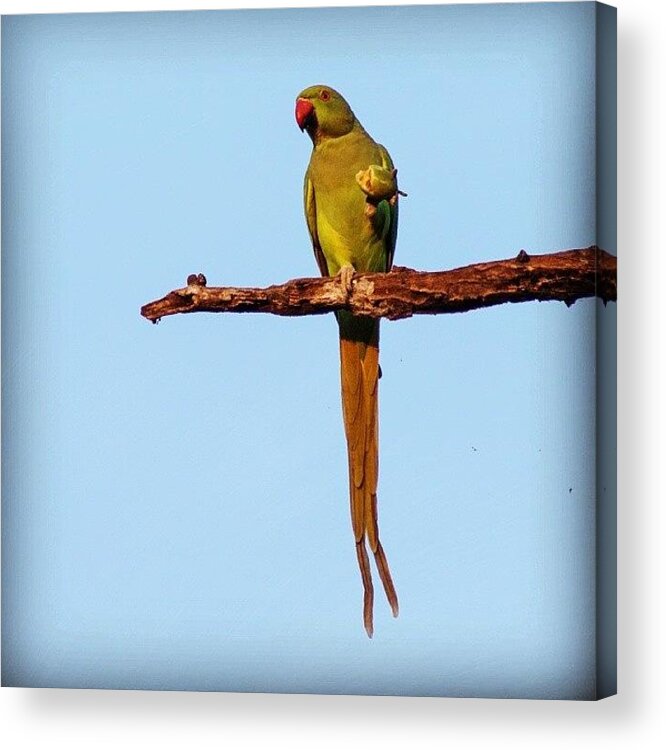 Green Acrylic Print featuring the photograph Parakeet Eating Fruit by Hitendra SINKAR