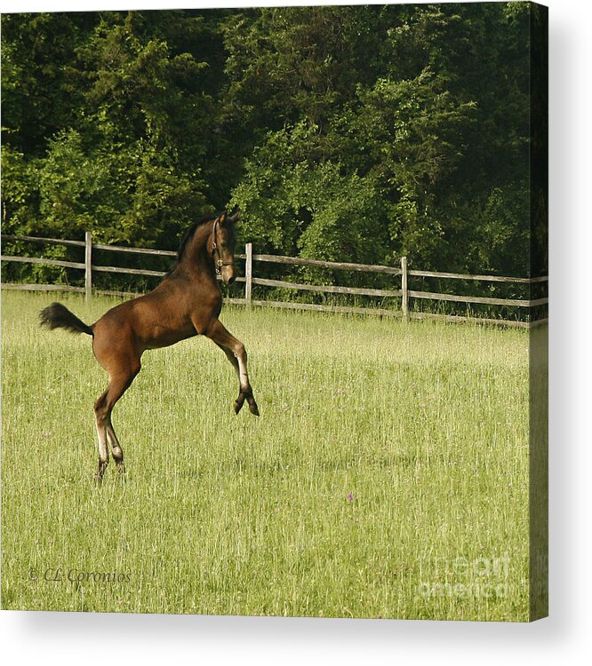 Horse Acrylic Print featuring the photograph EEK  Whazzat? by Carol Lynn Coronios
