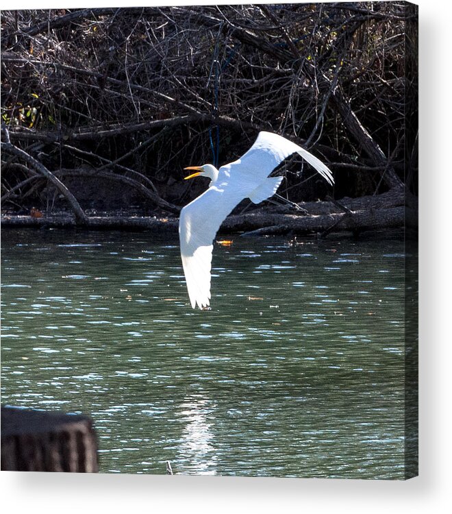 Egret Acrylic Print featuring the photograph Egret in flight by John Johnson