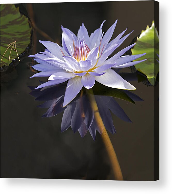 Pond Lilly Acrylic Print featuring the photograph Electric Blue Pond Lilly by Gordon Ripley