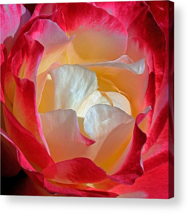 Flower Acrylic Print featuring the photograph Elegance by Karen Harrison Brown