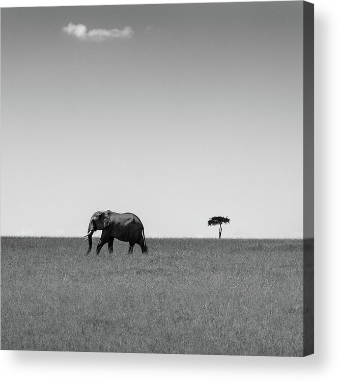 Wildlife Acrylic Print featuring the photograph Elephant And The Friendly Cloud... by Ali Khataw