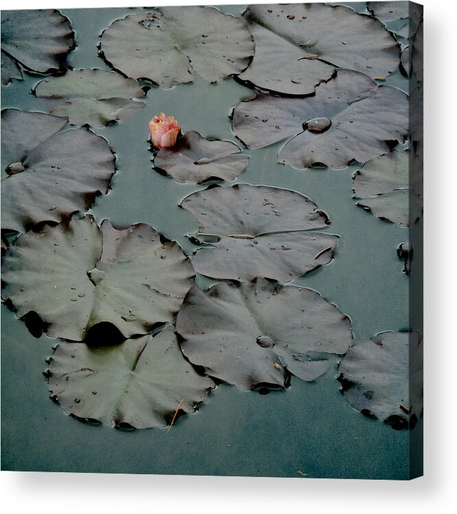 Sally Banfill Acrylic Print featuring the photograph Emerging by Sally Banfill