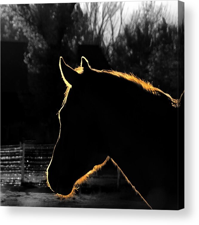 Horses Acrylic Print featuring the photograph Equine Glow by Steven Milner