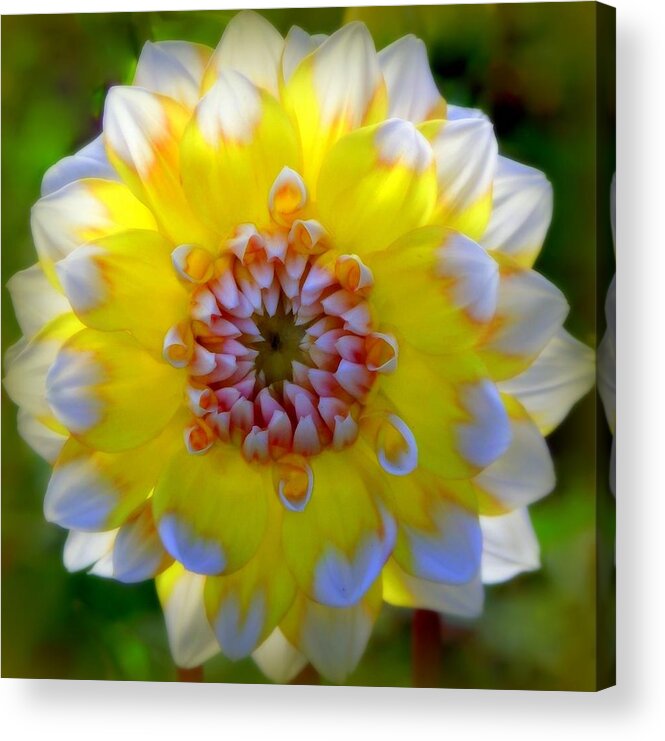Dahlias Acrylic Print featuring the photograph ESSENCE of SPRING by Karen Wiles