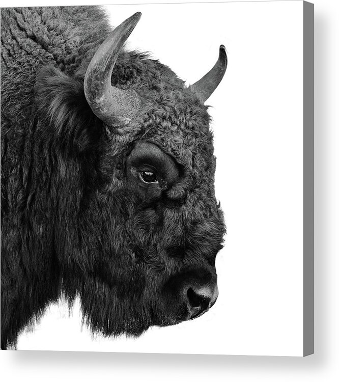 Horned Acrylic Print featuring the photograph European Bison by Floriana