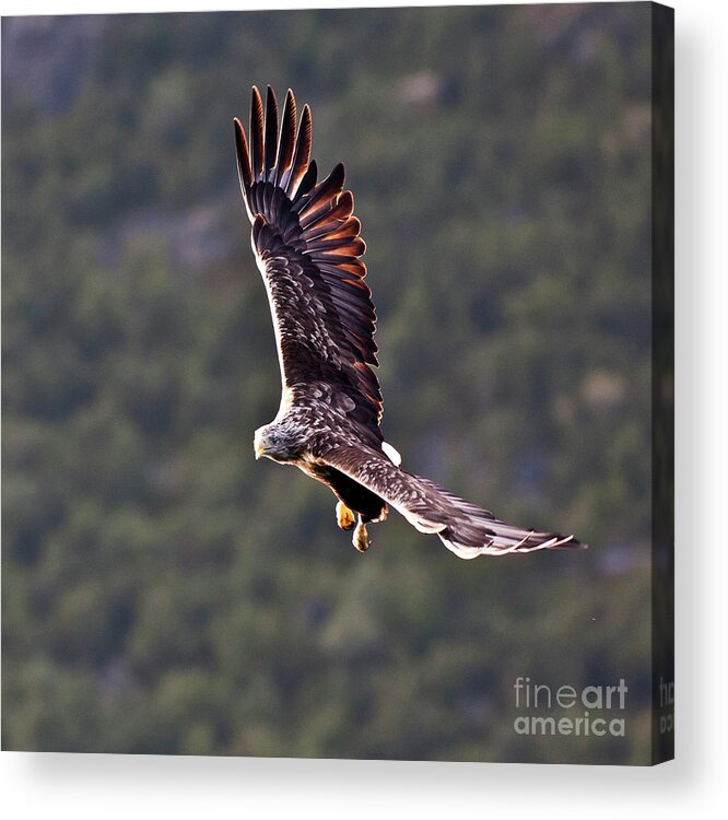 White_tailed Eagle Acrylic Print featuring the photograph European Flying Sea Eagle 4 by Heiko Koehrer-Wagner