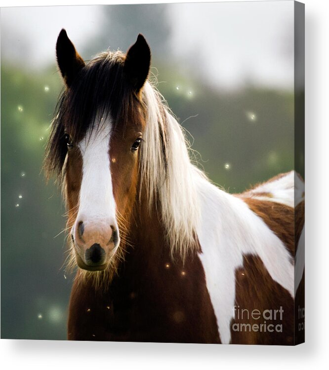 Fairy Acrylic Print featuring the photograph Fairytale Pony by Ang El