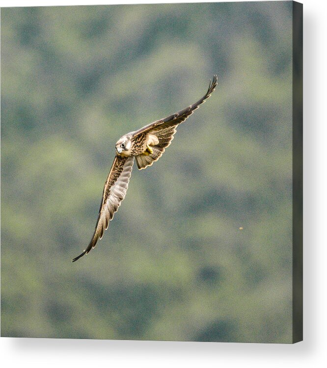 Africa Acrylic Print featuring the photograph Falcon by Alistair Lyne