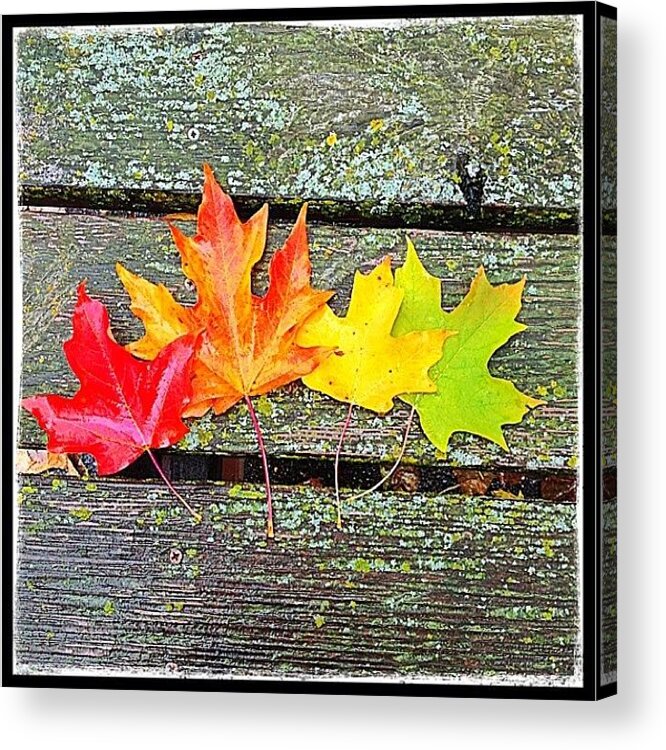 Autumn Acrylic Print featuring the photograph Fall Color Spectrum #autumn #fallcolors by Hermes Fine Art